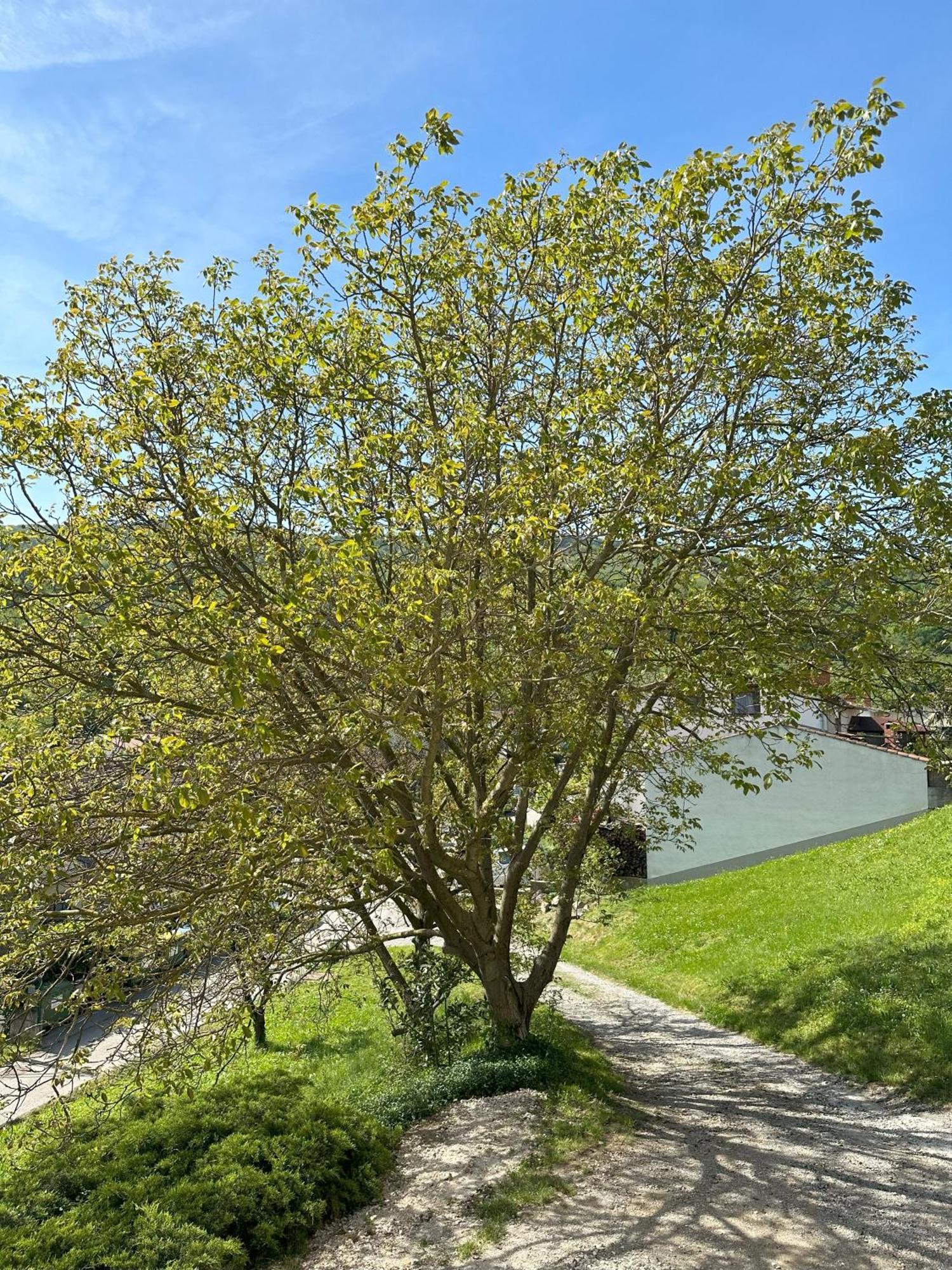 Apartma Anze Samec Dobravlje Esterno foto